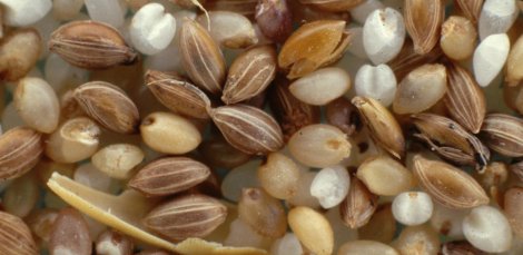 Mélange de grains de fonio paddy, décortiqués et blanchis (© J-F Cruz, Cirad)